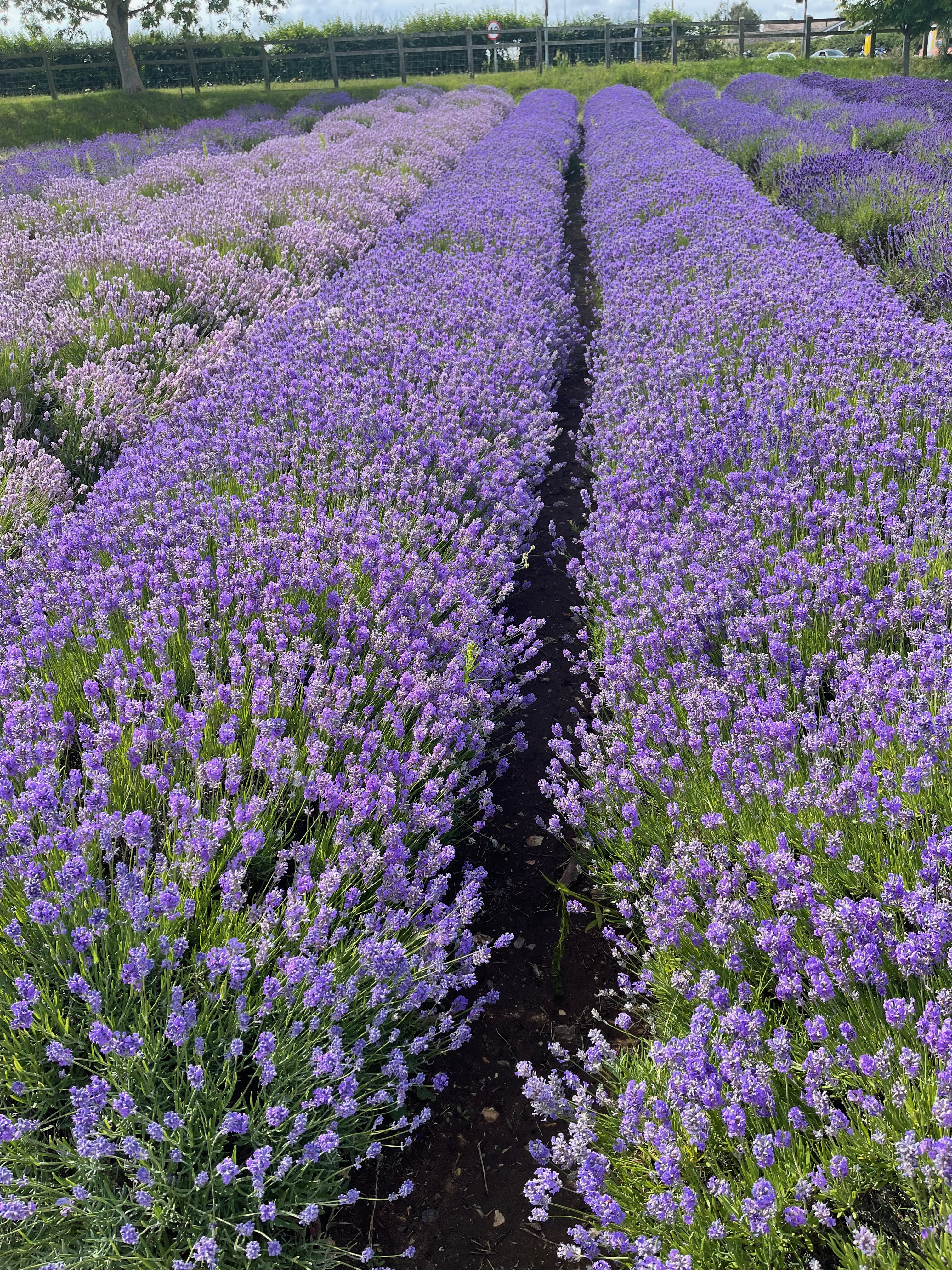 The best day out in Sandringham and Norfolk Lavender