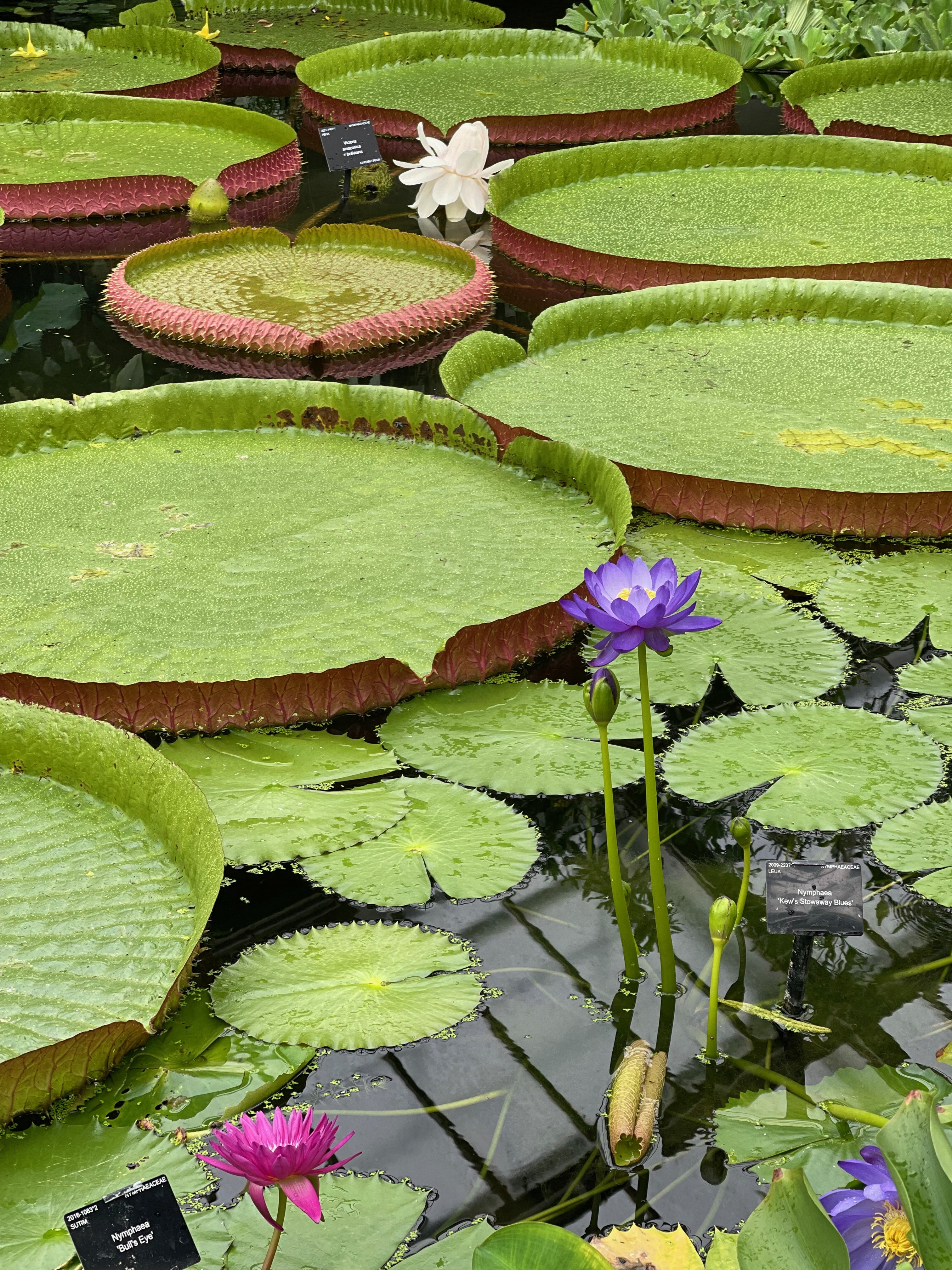 How to spend a perfect day in Kew Gardens – London